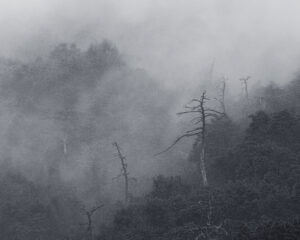07雨后的山林，高傲、枯瘦、残缺，更显风骨与精神。
